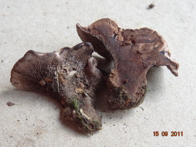 Difficile... chiss� ? QUIZ